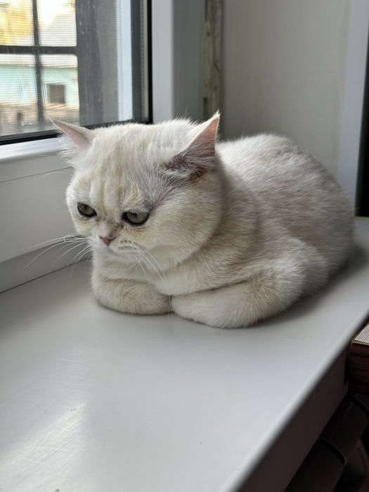 Экзотическая кошка продам