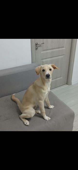 Tăndăluș pui de câine pentru adopție