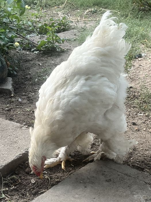 Продам молодых петухов кохинхин