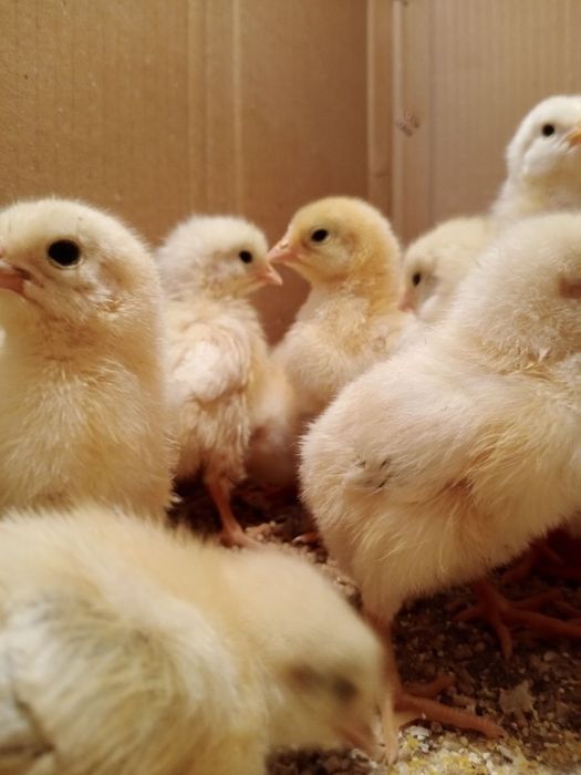 Jõjalar (цыплята)   порода адлерский серебристый