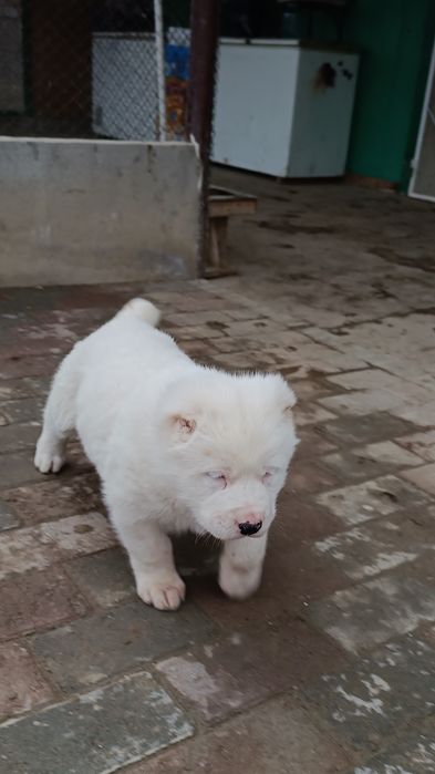 Продам щенков САО алабай