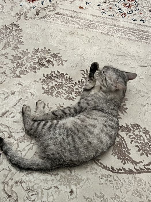 Отдам котенка в добрые руки