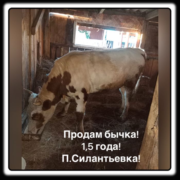 ПРОДАМ БЫЧКА! Алтынсаринский район