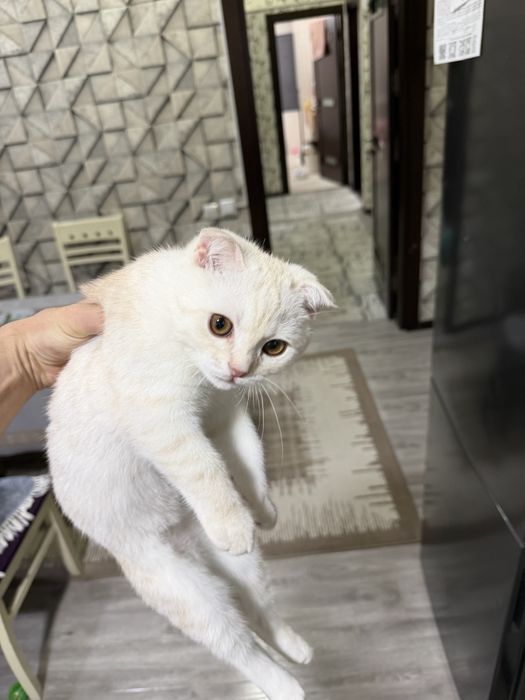 British shorthair