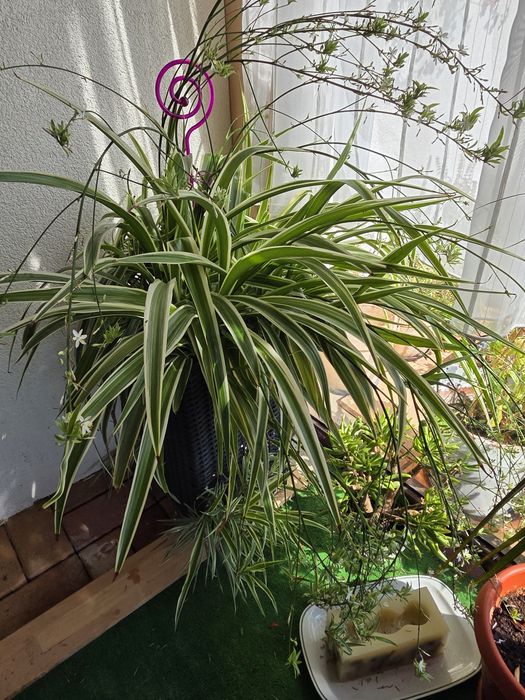 Plantă păianjen Chlorophytum XXL + mască decorativă ratan