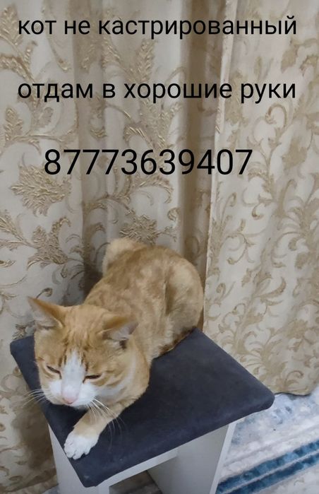 Отдам в хорошие руки!