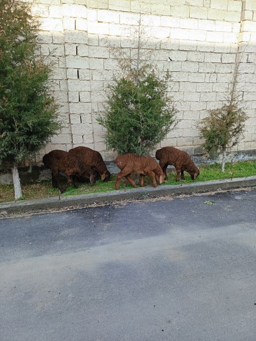 Куй кочкор сотамиз