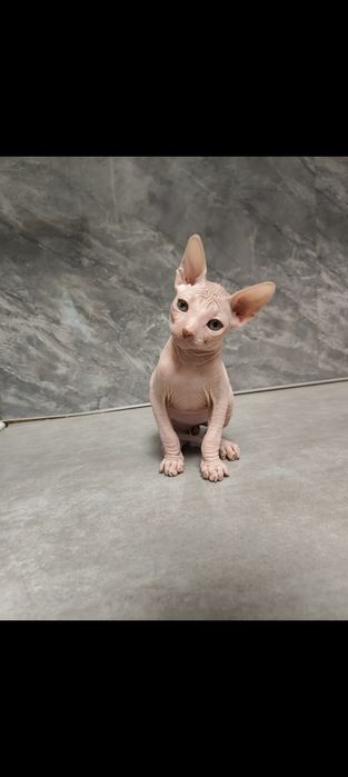 Котята канадский сфинкс
