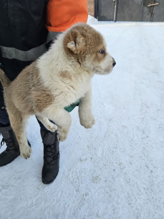 Тобет күшік еркек