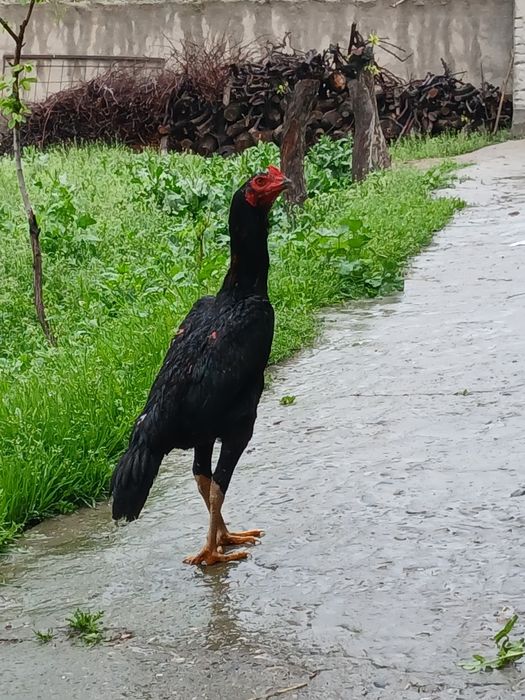 Бир жуфт тоза жожалар сотилади