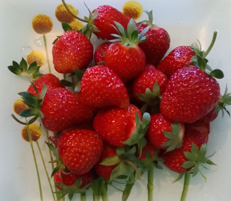 Саженцы Клубники