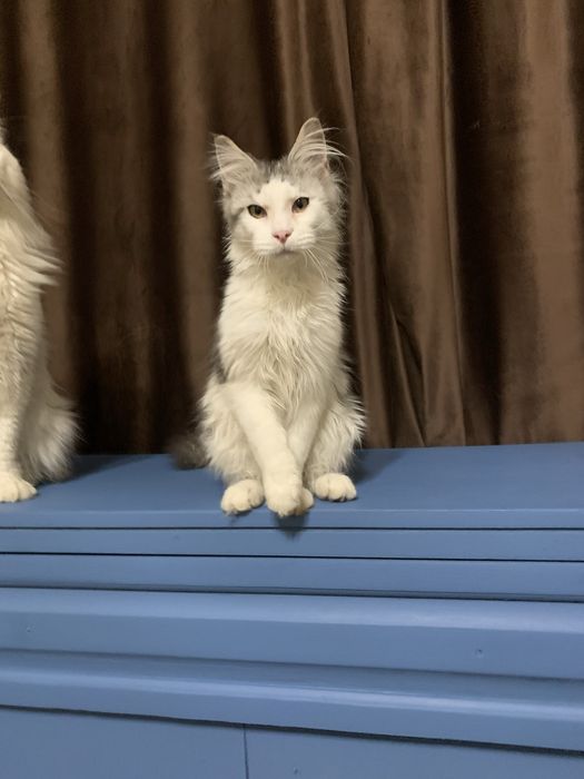 Мальчик мейнкун с родословной