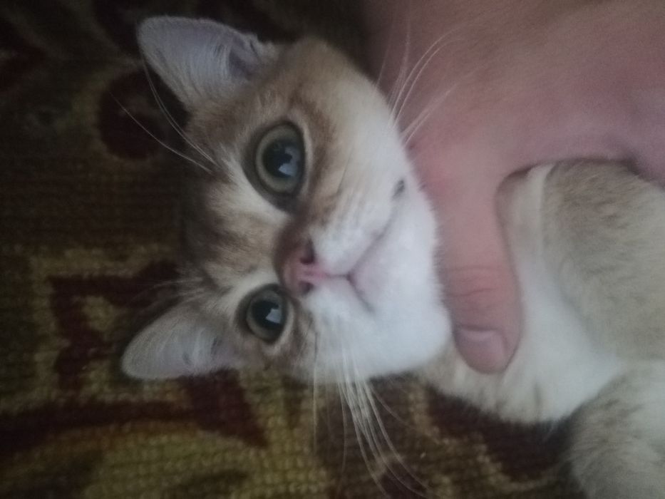 британская кошки