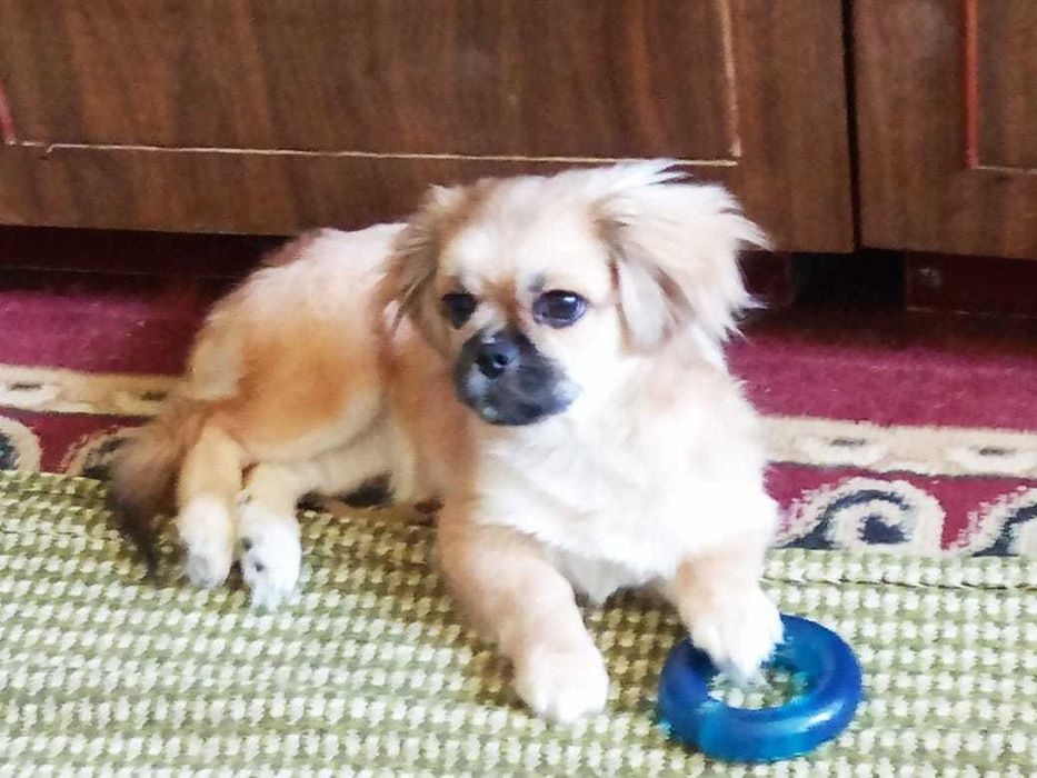 Красавец (щенок) породы "Пекинес"