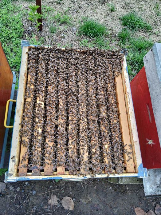 Vând 10 familii de albine, județul Giurgiu