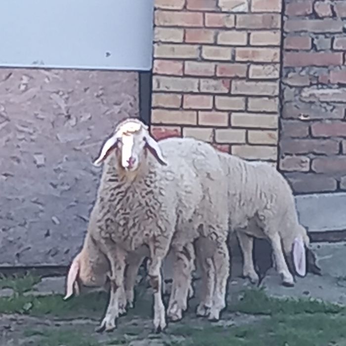 De vinzare mielute de asaf pur metisat cu bergamasca