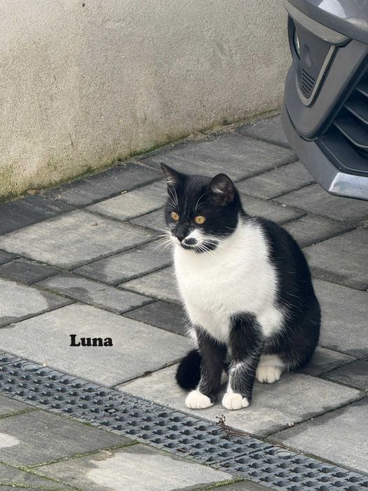 Donez pisica in Arges, Adoptie pisici Arges