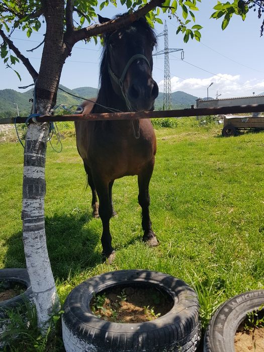 cal de vanzare castrat