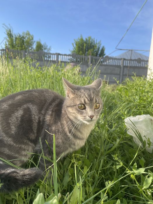 Пропала кошка. Просьба вернуть
