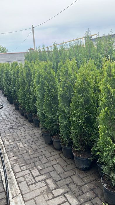 Туя смарагд на горшке