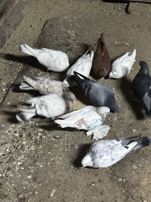 Продам голубей разных пород