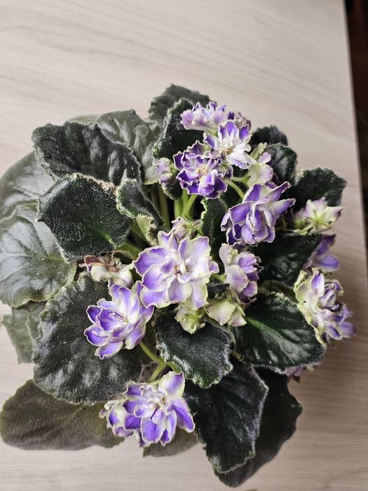 Цветущая фиалка, бугенвилии