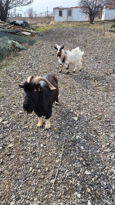 Мини кози и яренце мъжки