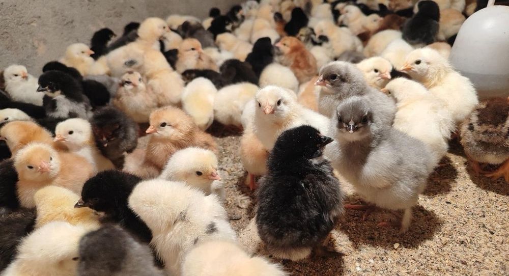 Продажа суточных цыплят