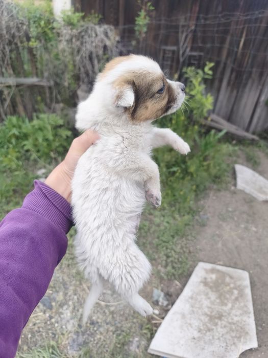 Отдам щенят в добрые руки