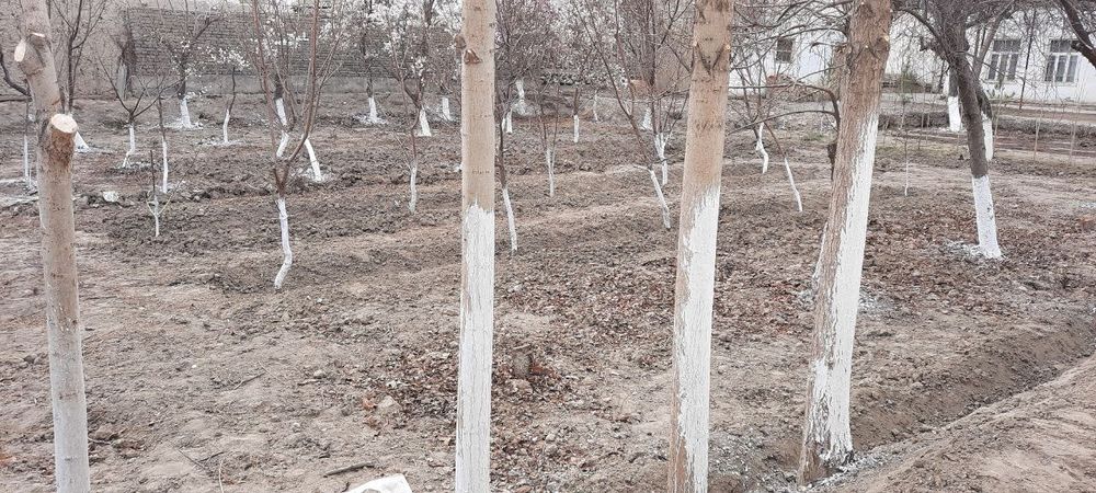 Бешарикда 16 сотихли участка сотилади.