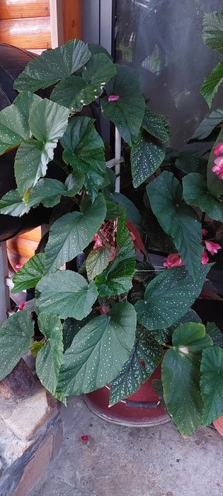 Vand plante de apartament in Moreni. Pret de la 20 ron