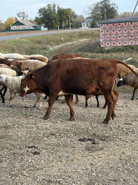 Продам быков 1,5 года