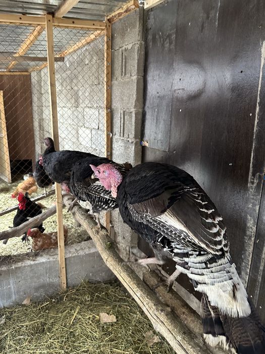 Домашний индюки