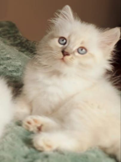 Котята бесплатно