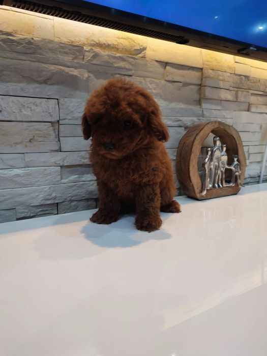 Пудел Той/Poodle Toy