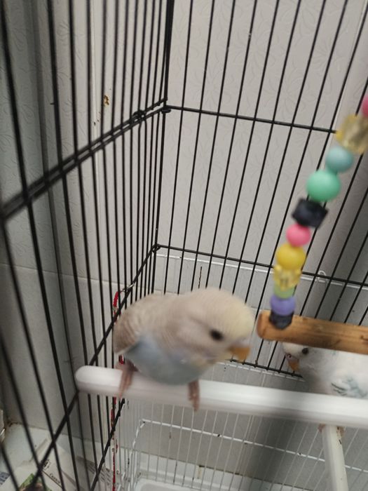 Продаётся попугаи