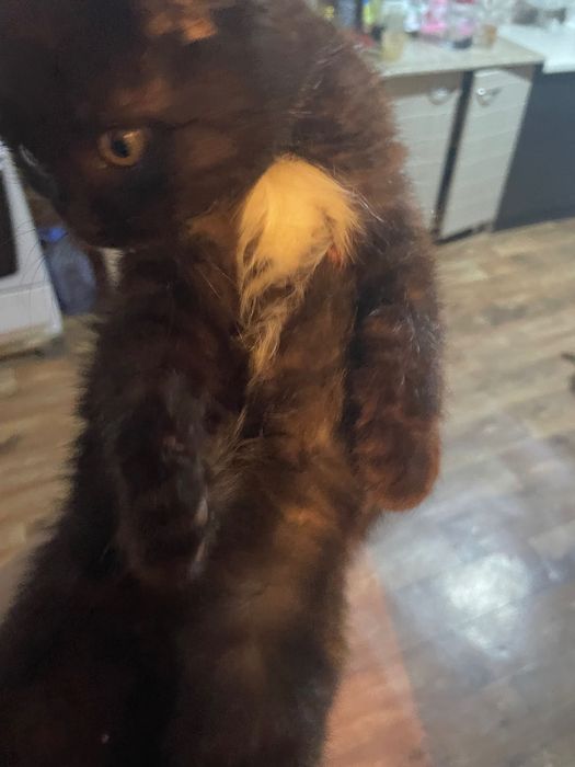 Отдам в добрые руки