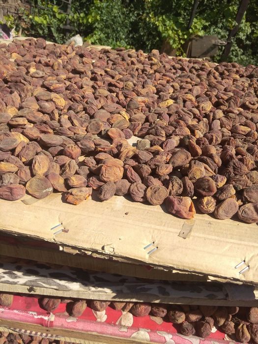 Аштак урик сотилади ичида магзи бор данаги йук.