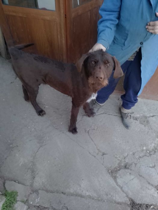 Куче дратхар албинос целият е кафяв със жълти очи