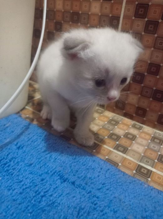 продается веслоухий котёнки