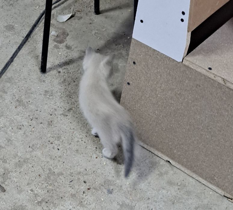 Котёнка три штуки