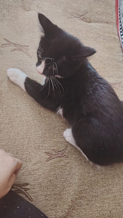 Отдам котёнка в добрые руки