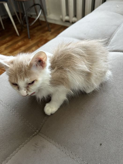 Котенок 4 месяца ищут дом