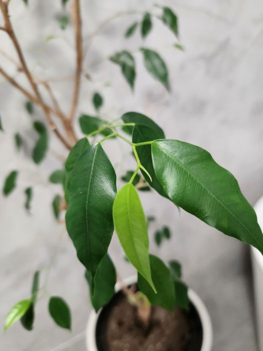 Фикус Бенджамина 150см