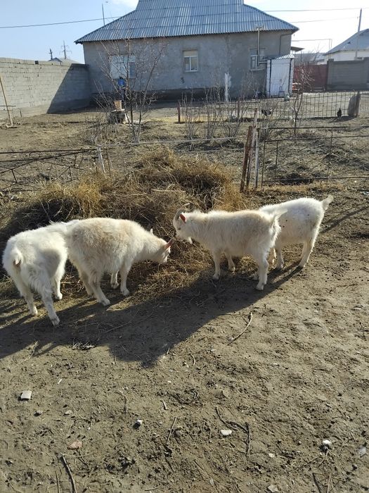 Ешкі сатылады туркестан