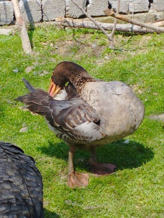 Крупные серые гуси