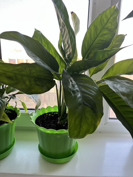 Комнатные цветы не дорого