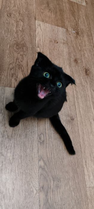 Шотландский котик скотиш фолд
