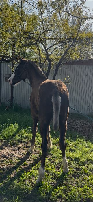 Продам тайчика