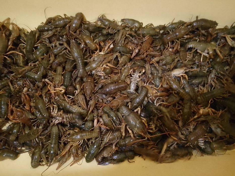 Раки живые срочно